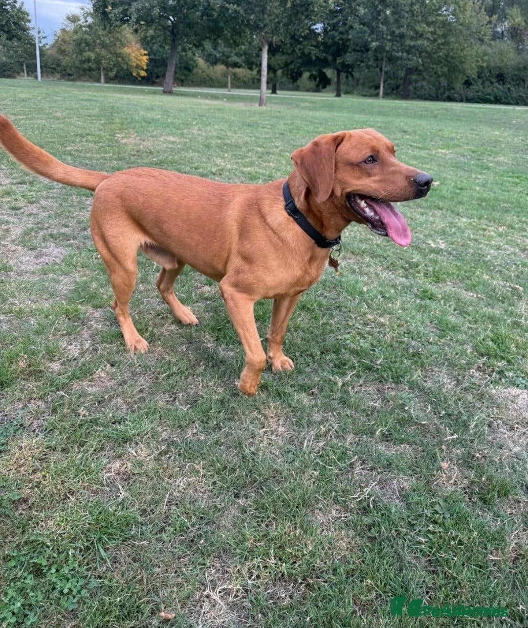 Labrador Retriever dogs 18 month old Labrador rehoming  - Advert 8