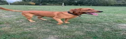 Labrador Retriever dogs for sale: 1 year old Red Fox Lab looking for forever home 💙 - Advert 1
