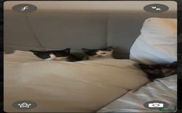 Mixed Breed cats for sale: Mixed breed kittens 8 weeks for sale  - Image 9