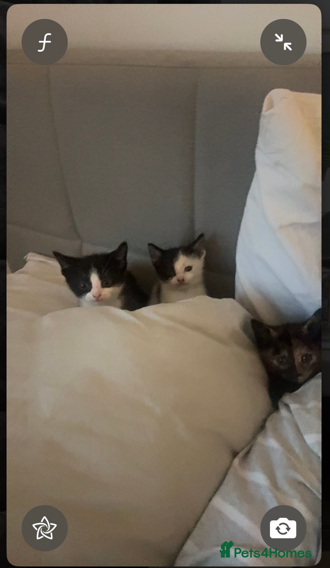 Mixed Breed cats for sale: Mixed breed kittens 8 weeks for sale  - Image 9