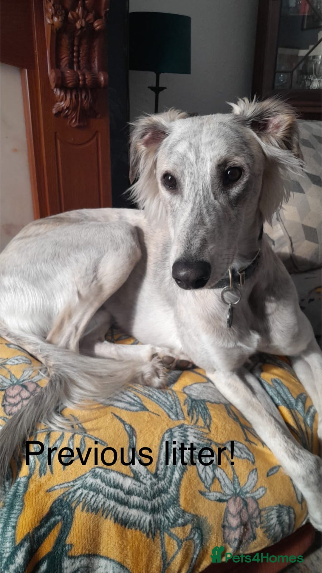 Mixed Breed dogs for sale: Stunning saluki greyhound puppies!  - Image 11