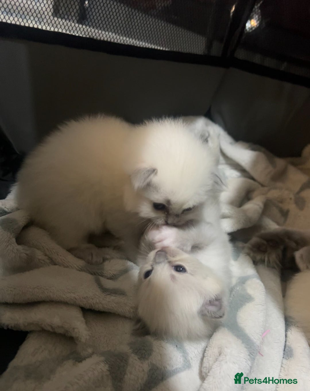 Ragdoll cats for sale: Purebred blue point ragdoll kittens  - Advert 13