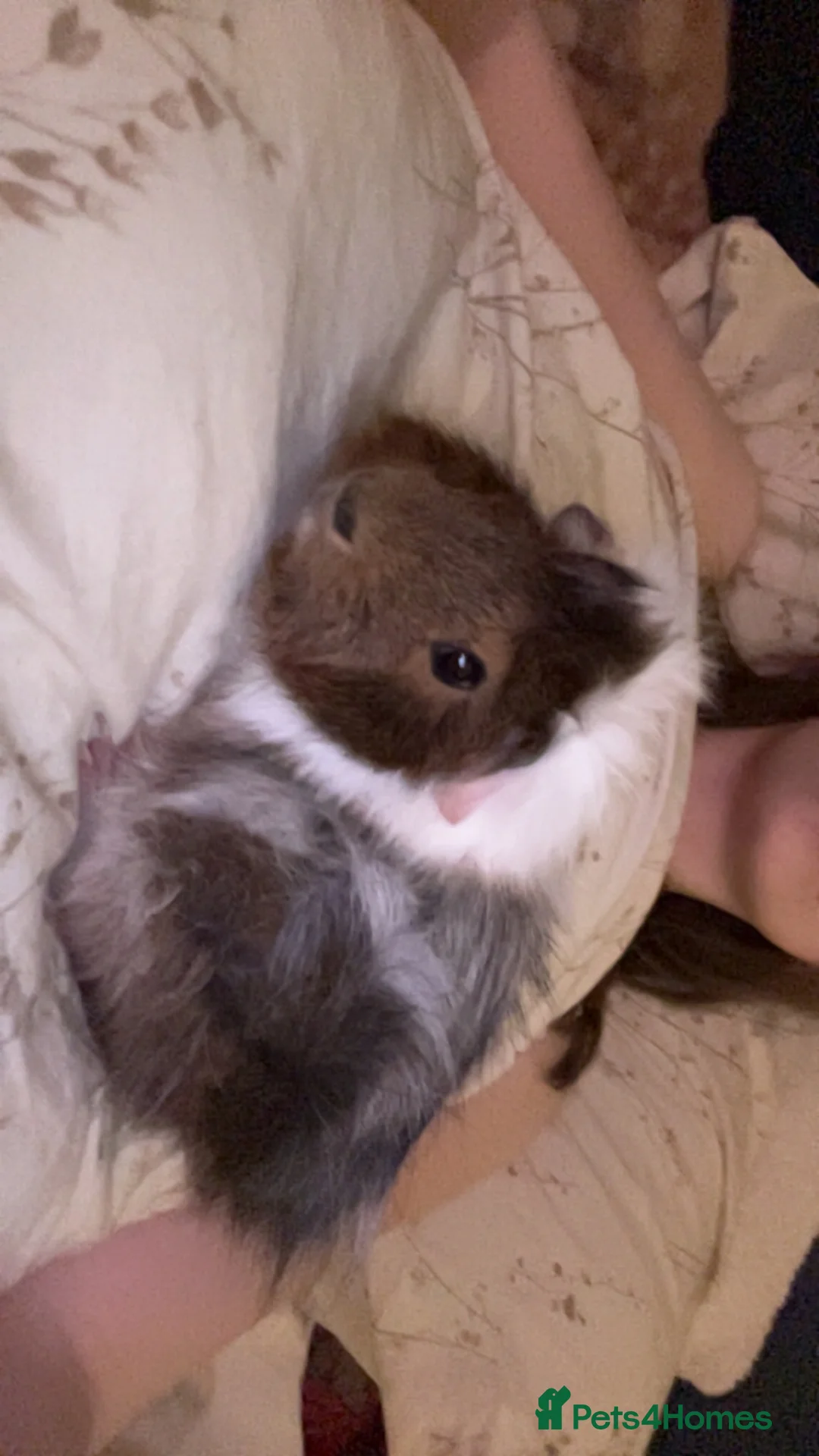 Guinea Pig rodents for sale: Gibson, male guinea pig - Advert 2