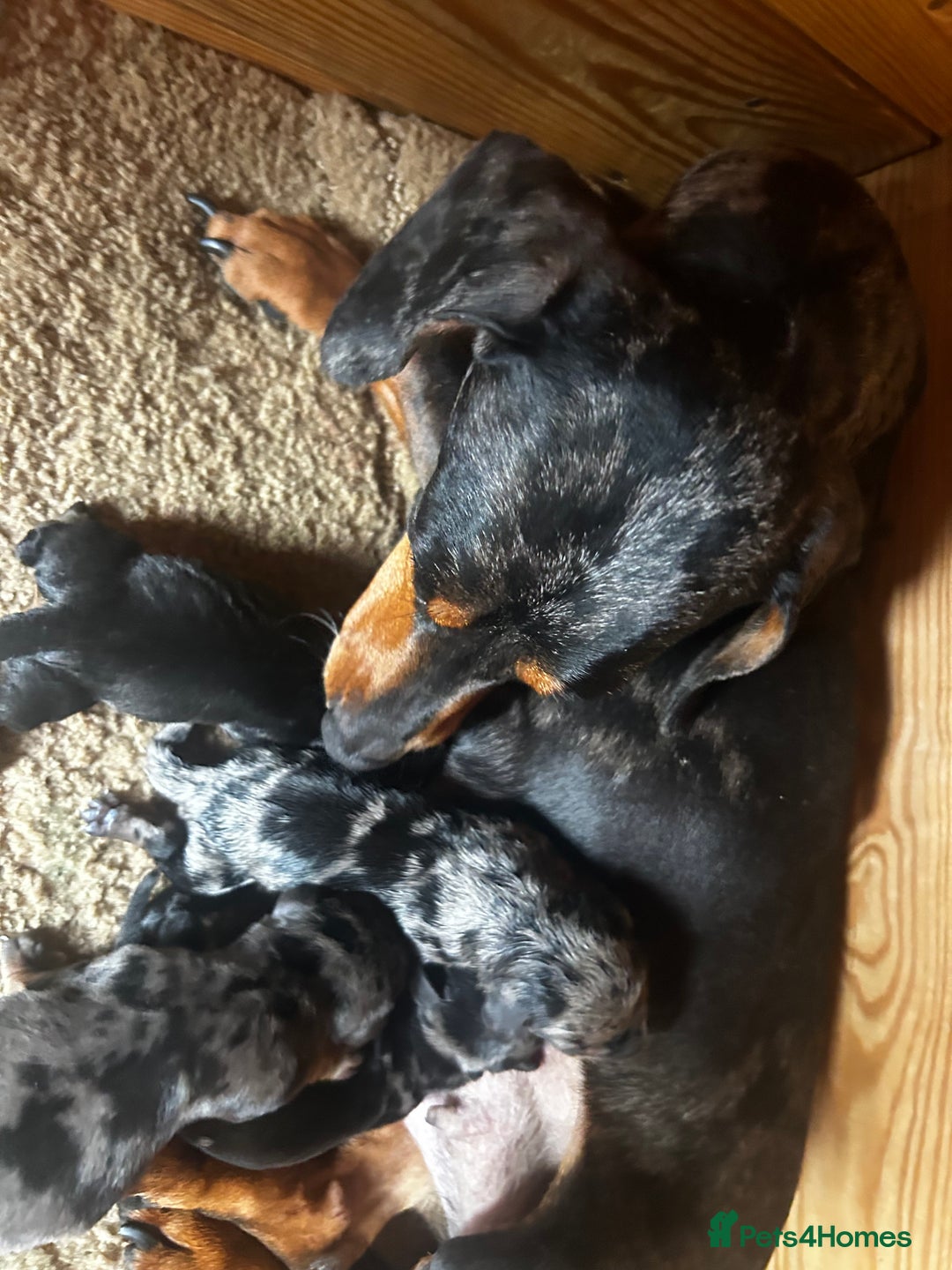 Miniature Dachshund dogs for sale: Miniature dachshund boy  - Advert 1