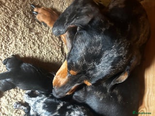 Miniature Dachshund dogs Miniature dachshund boy - Advert 2