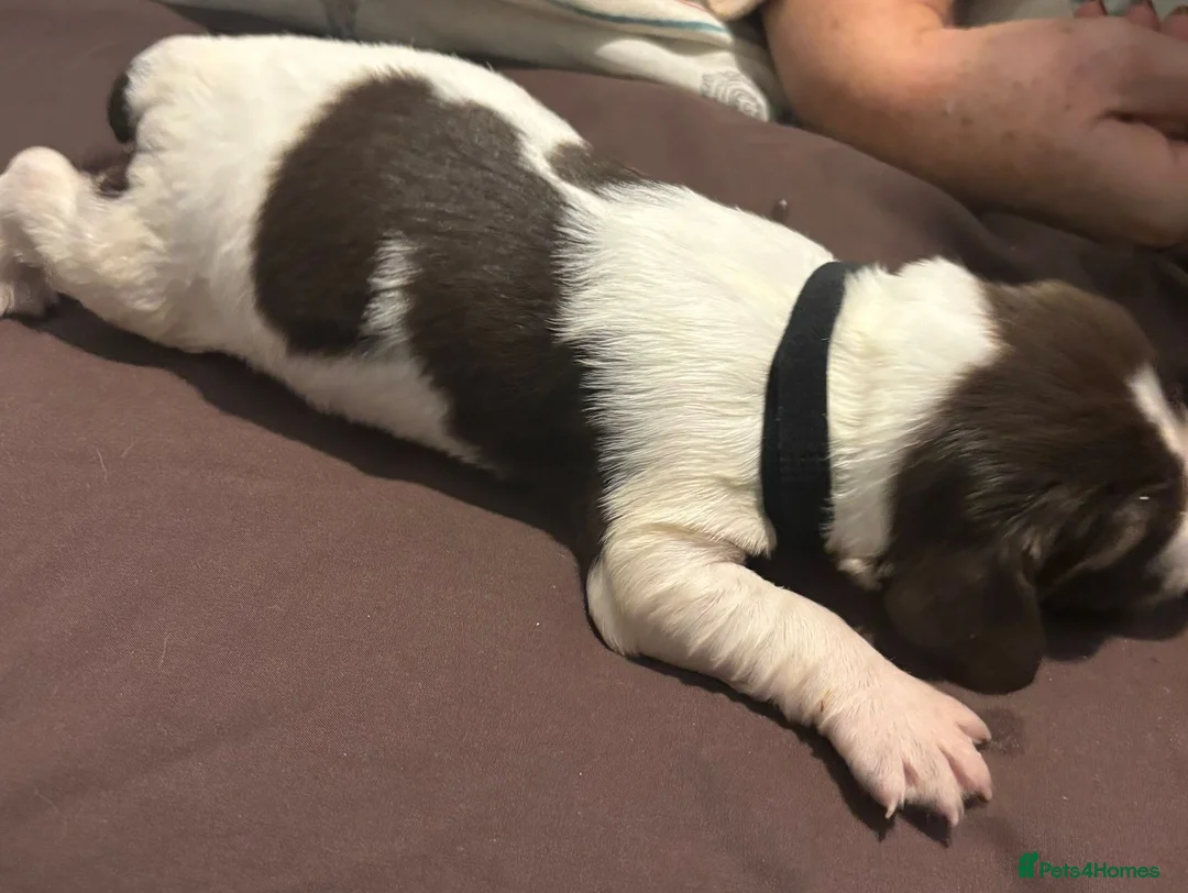 English Springer Spaniel dogs for sale: English Springer Spaniel Pups - Advert 5