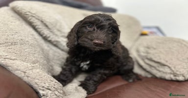 Cockapoo dogs - Advert 5