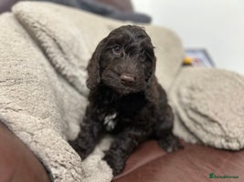 Cockapoo dogs - Advert 5