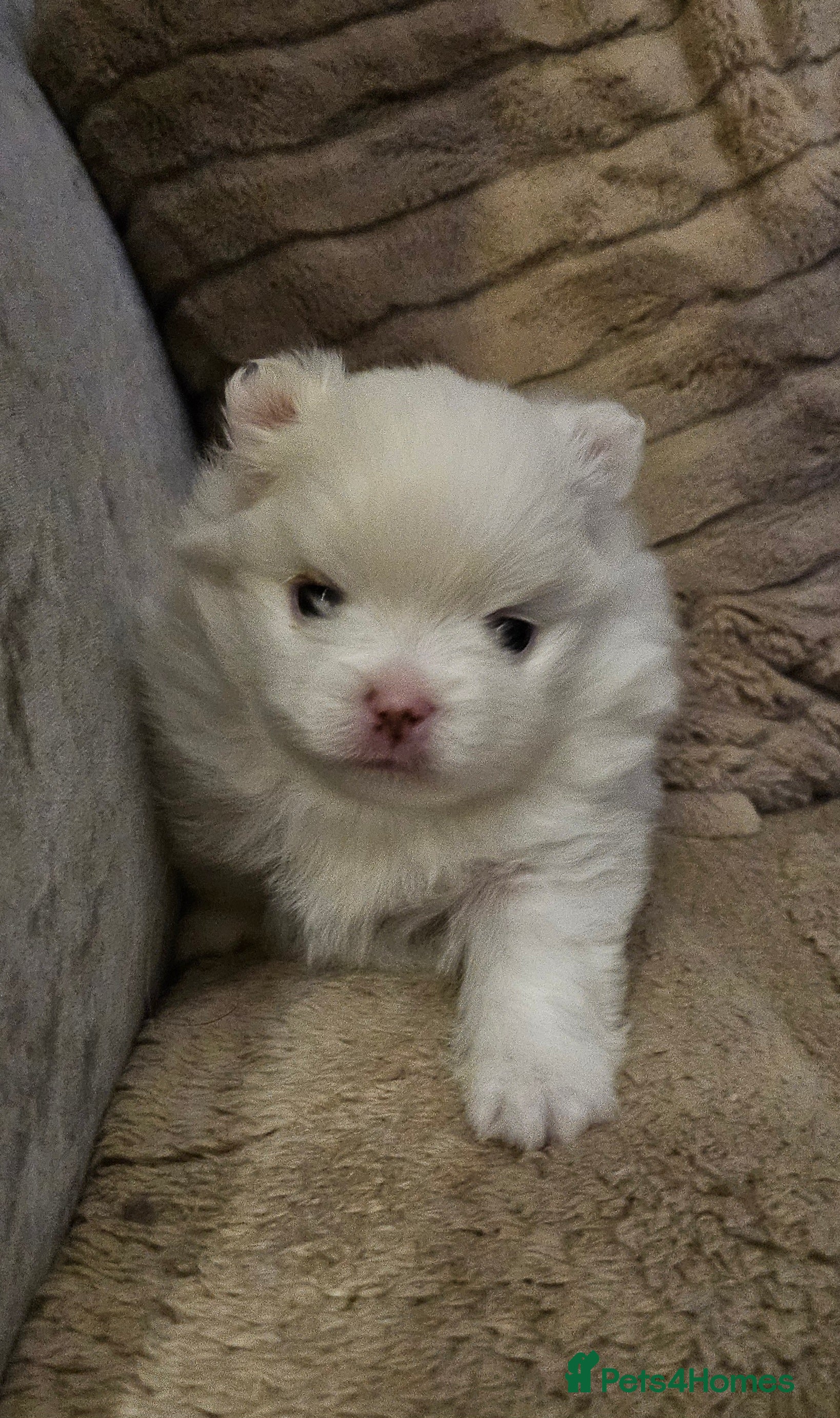 Pomeranian dogs 2 beautiful pomeranian girls - Advert 1