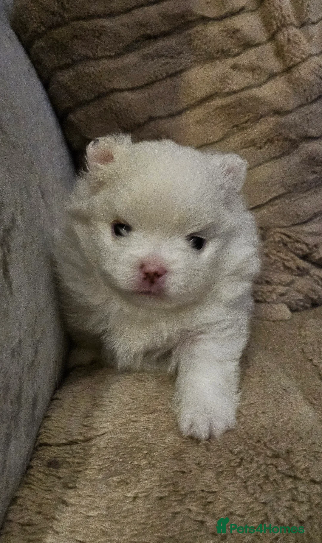 Pomeranian dogs for sale: 2 beautiful pomeranian girls - Advert 1