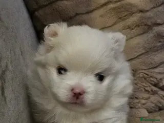 Pomeranian dogs 2 beautiful pomeranian girls - Advert 1