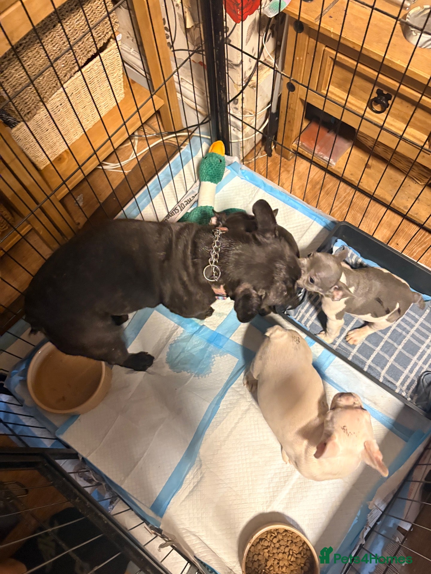 French Bulldog dogs REDUCED..FRENCH BULLDOG PUPPIES FOR SALE - Advert 1