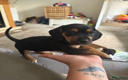 Mixed Breed dogs for sale: Puppy - Image 1