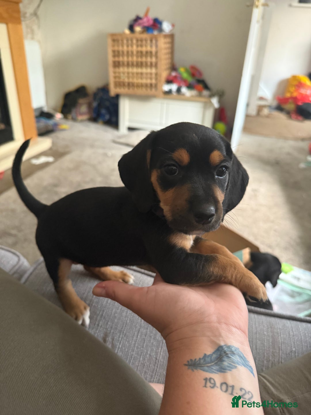 Mixed Breed dogs for sale: Puppy - Image 1