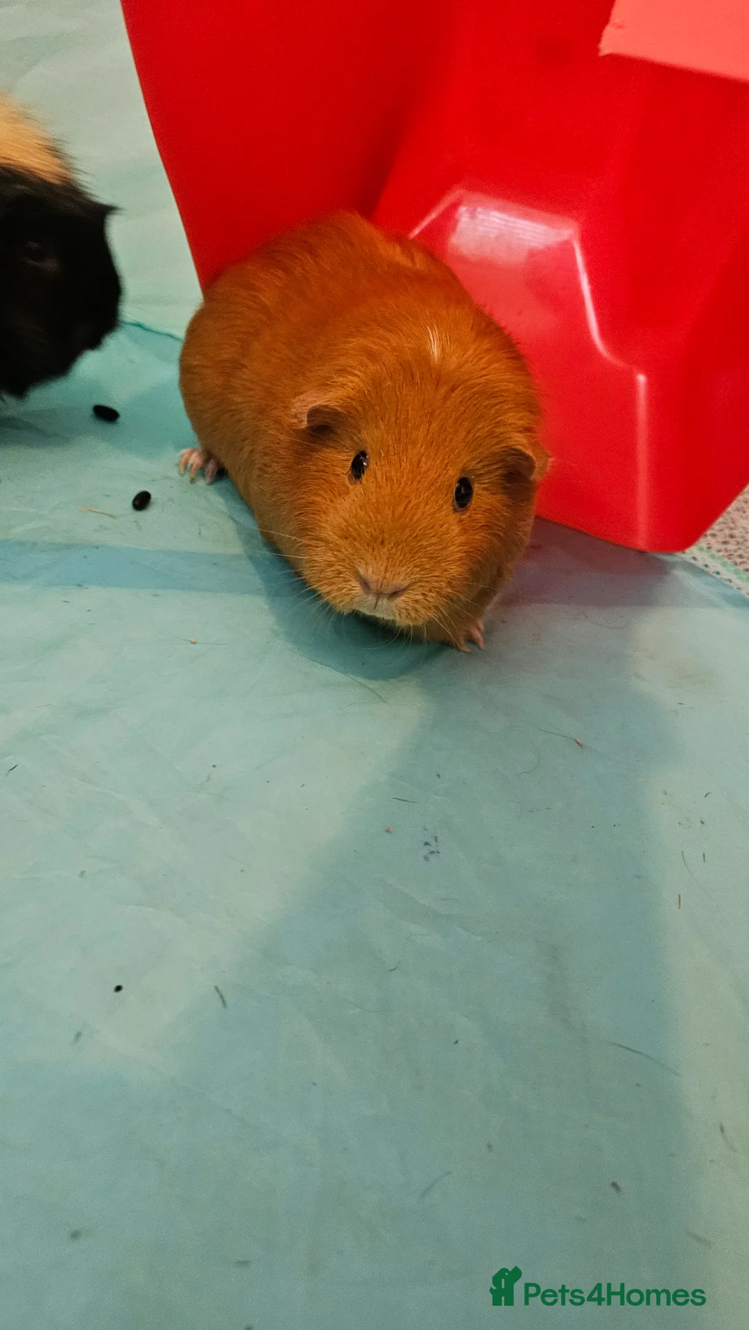 Guinea Pig rodents for sale: 3x female guinea pigs with complete setup  - Advert 6