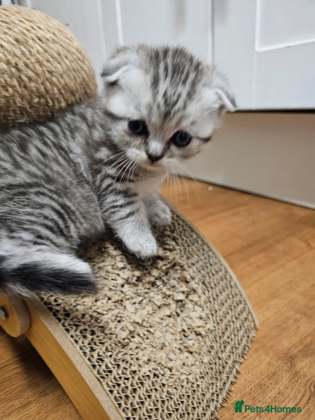 Scottish Fold cats for sale: Beautiful schotish fold kitten for sale - Advert 26