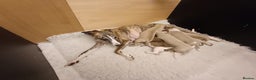 Whippet dogs for sale: KC  REG WHIPPET PUPS - Advert 2