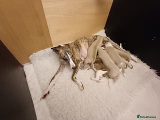 Whippet dogs KC REG WHIPPET PUPS - Advert 5