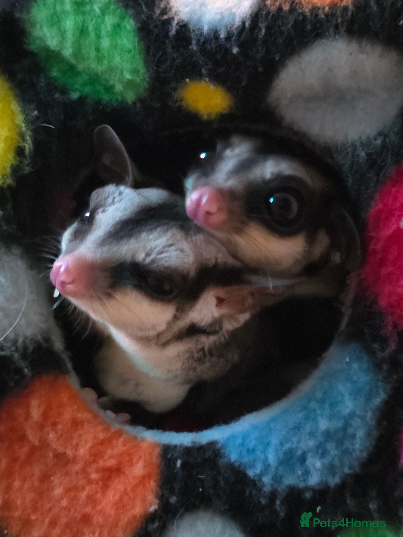 Sugar Glider rodents Bond pair of Male suger gliders. Both nurtured.  - Advert 1