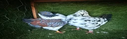 Pigeons birds for sale: Premium Breeding Pigeons Top Quality Pairs Availab - Advert 14
