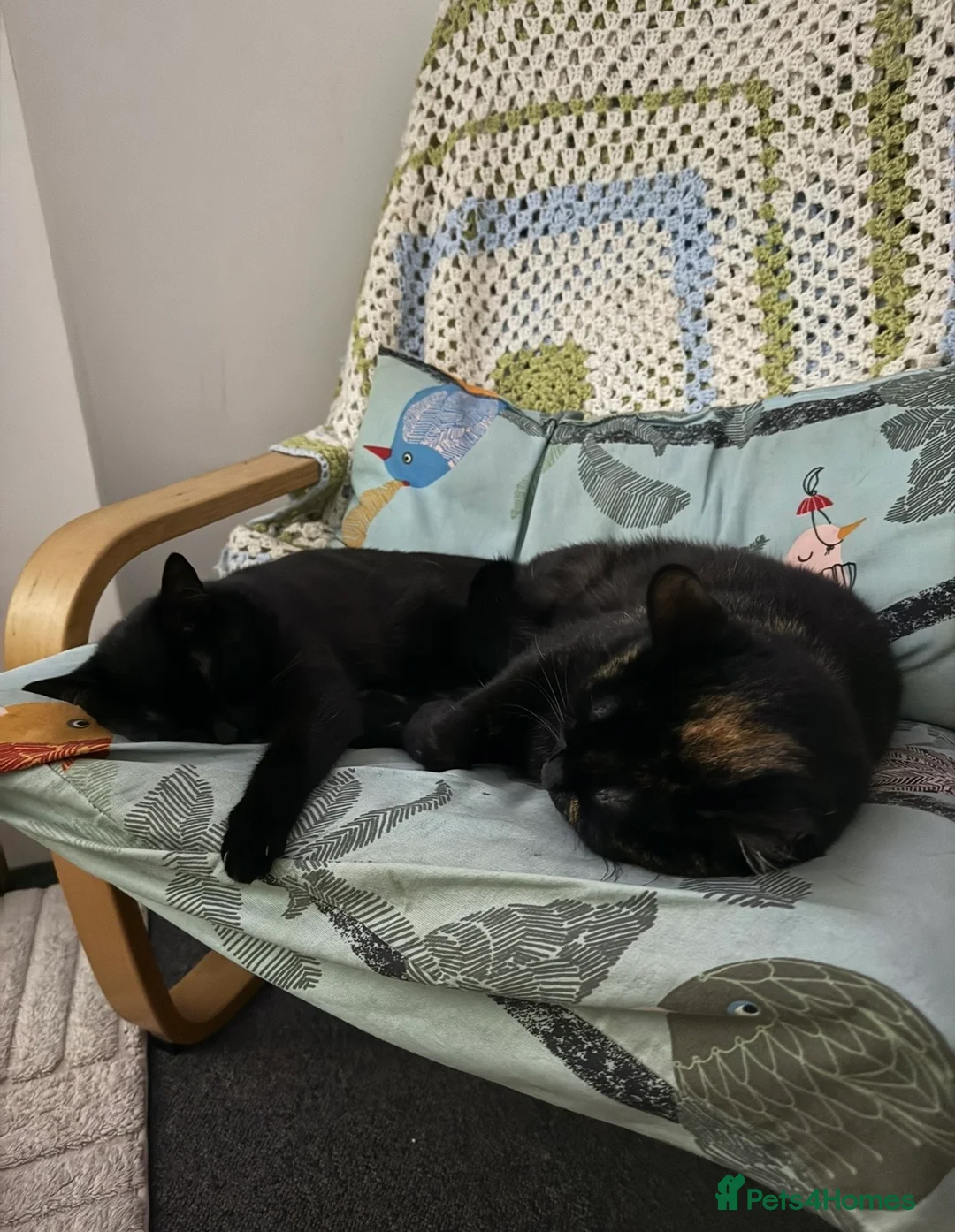 Mixed Breed cats for sale: A bonded pair in Kilmarnock - Advert 1