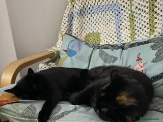 Mixed Breed cats A bonded pair - Advert 1