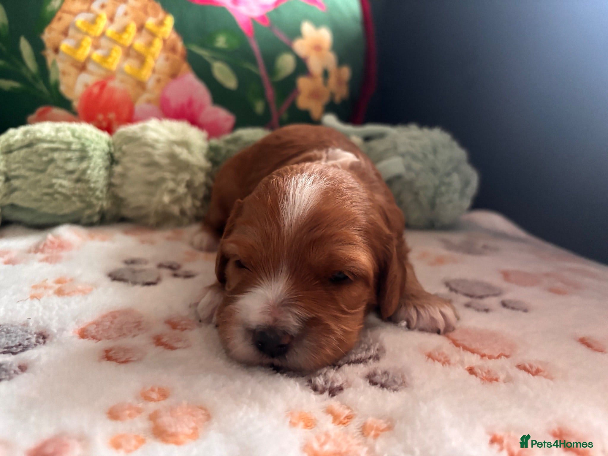 Cavapoo dogs Beautiful Cavapoo puppies  - Advert 15