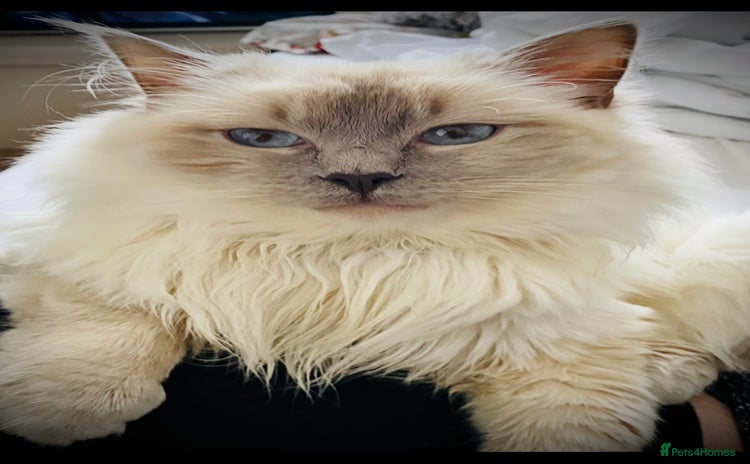 Ragdoll cats - Advert 13