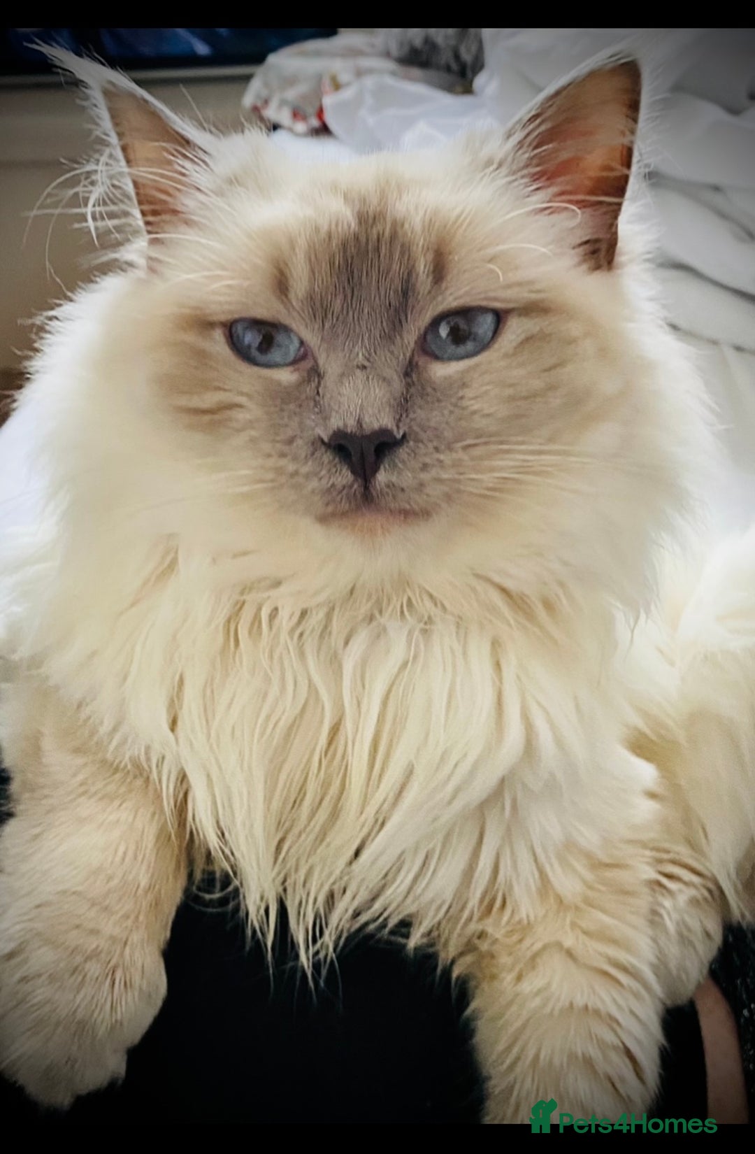 Ragdoll cats for sale: Ragdoll boy cat  - Image 1