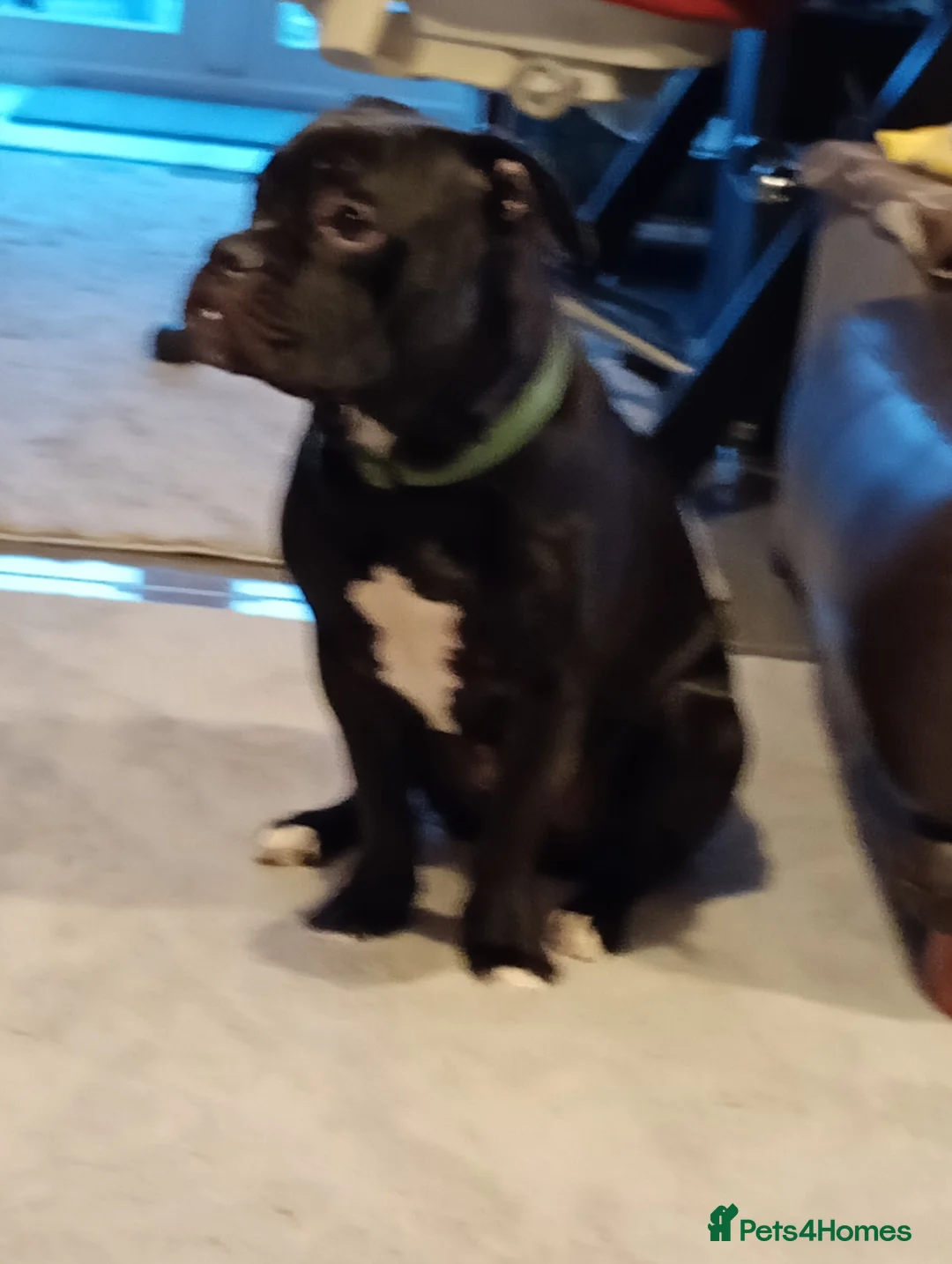 Mixed Breed dogs for sale: Frenchie crossed with Staffy male pup for sale in Grimsby - Advert 2