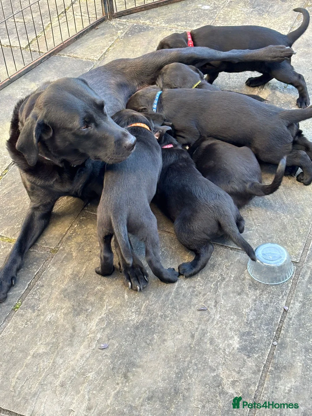 Labrador Retriever dogs for sale: Black Lab Pups - Advert 1