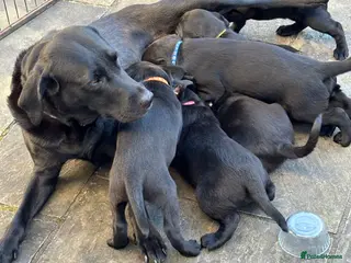 Labrador Retriever dogs Black Lab Pups - Advert 1