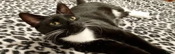 Mixed Breed cats for sale: Cuddly Luka is looking for a new cosy home in Birkenhead - Advert 4