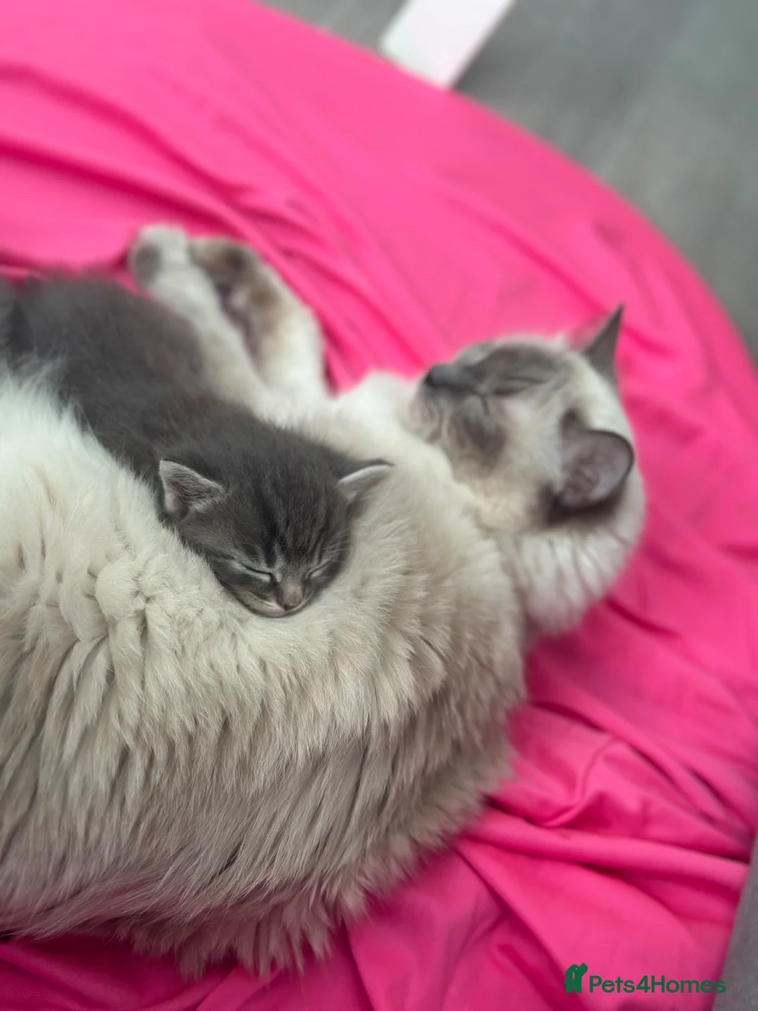 Mixed Breed cats for sale: Ragdoll X Bengal in Newmarket - Advert 2