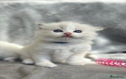 Ragdoll cats for sale: Beautiful Blue Tabby Ragdoll Fur Babies  - Image 3