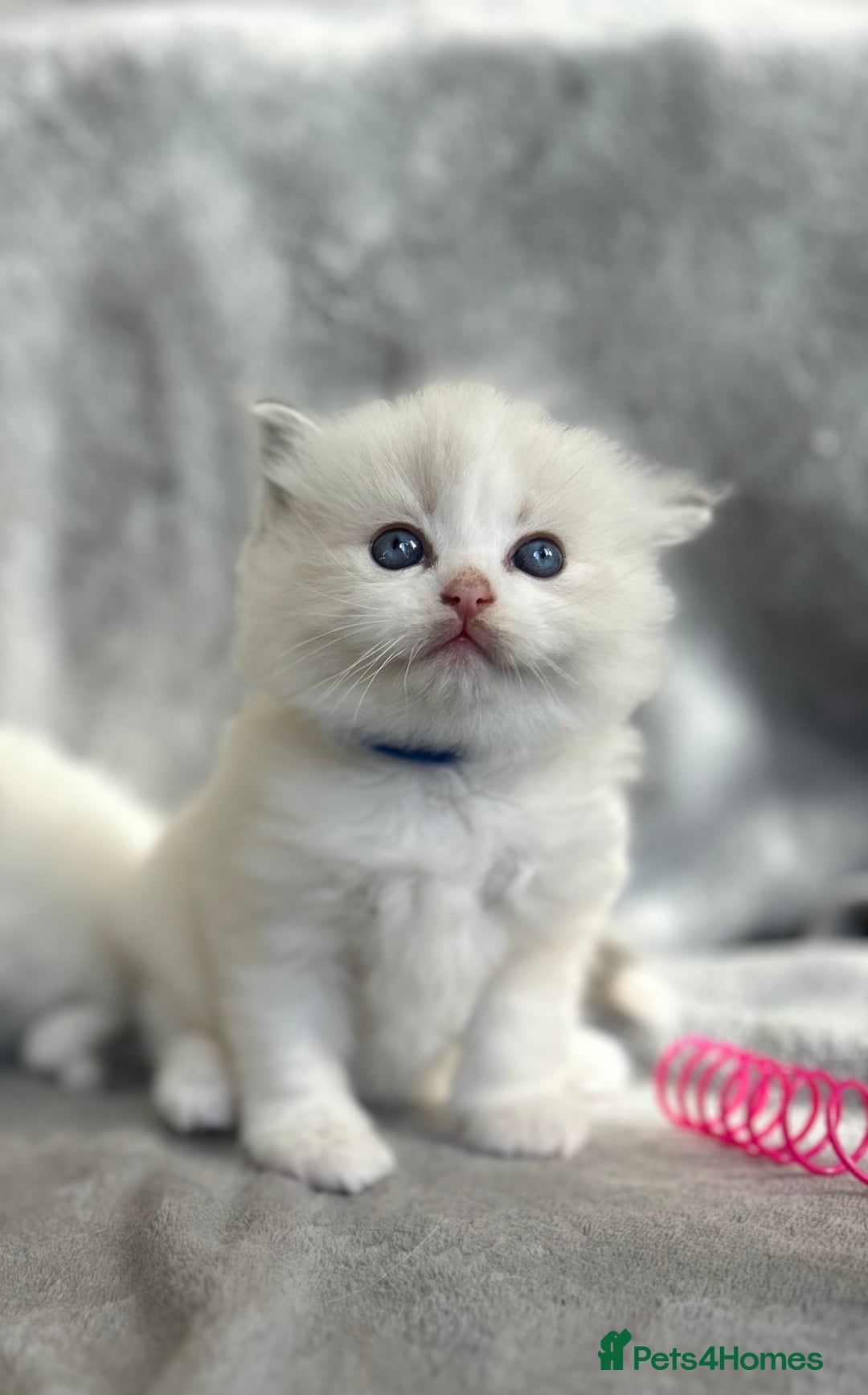 Ragdoll cats for sale: Beautiful Blue Tabby Ragdoll Fur Babies  - Image 3