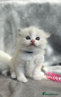 Ragdoll cats - Advert 4