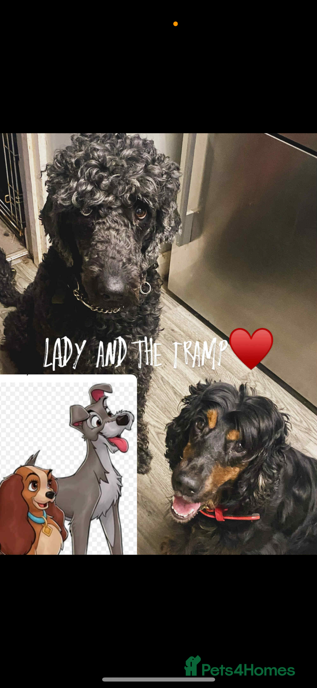 Mixed Breed dogs for sale: Cocker doodles - Image 4