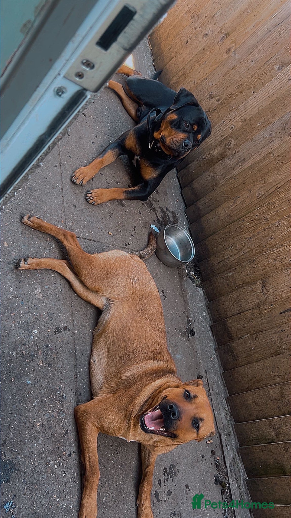 Mixed Breed dogs Rotweiler puppies  - Advert 1