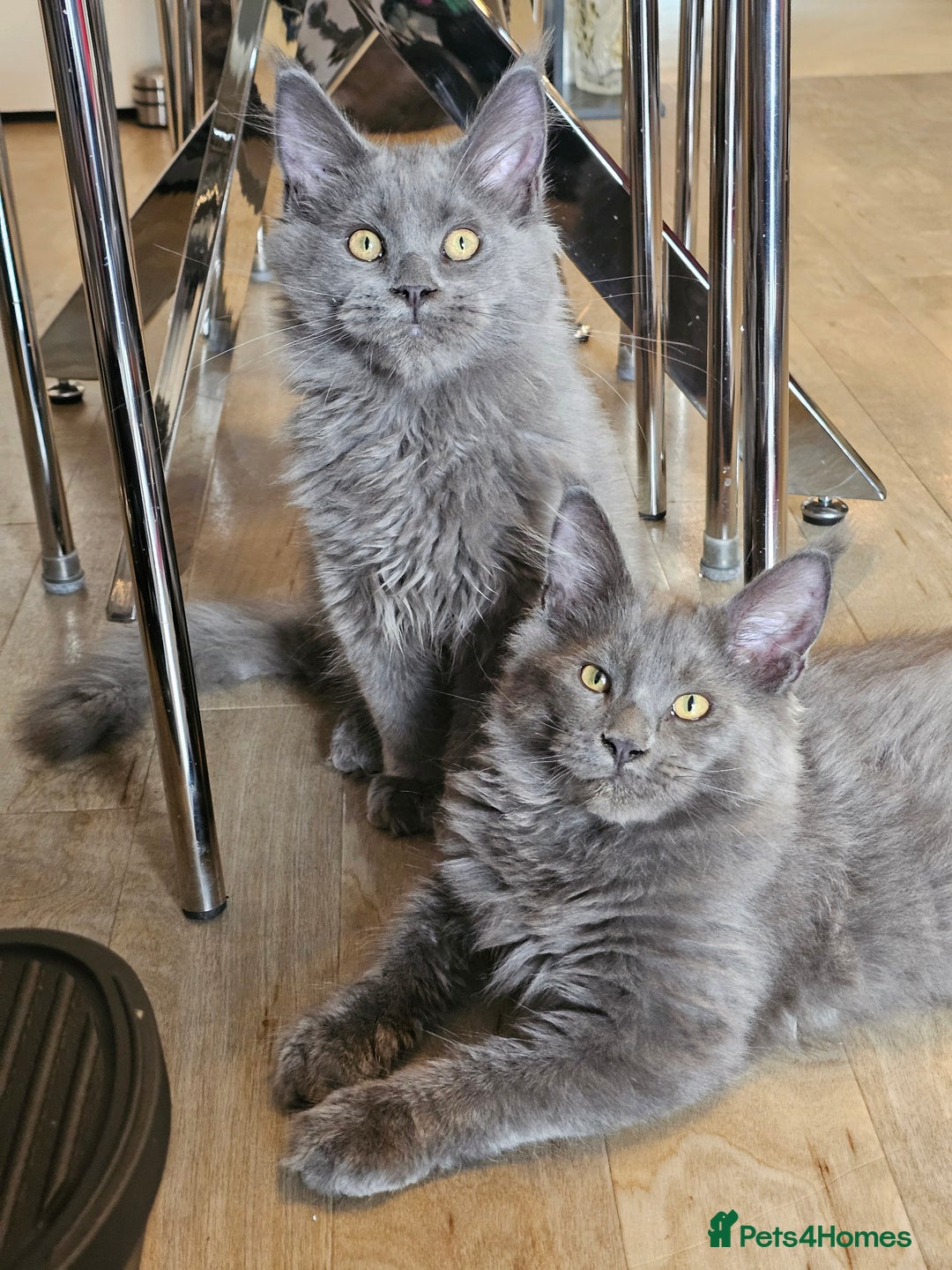 Maine Coon cats for sale: 🔥*Stunning Litter of 8💎Solid Blue Maine Coon*🔥  - Image 10