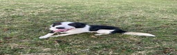 Border Collie dogs for sale: ISDS Registered Border Collie Male - Advert 5