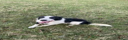 Border Collie dogs for sale: ISDS Registered Border Collie Male - Advert 5