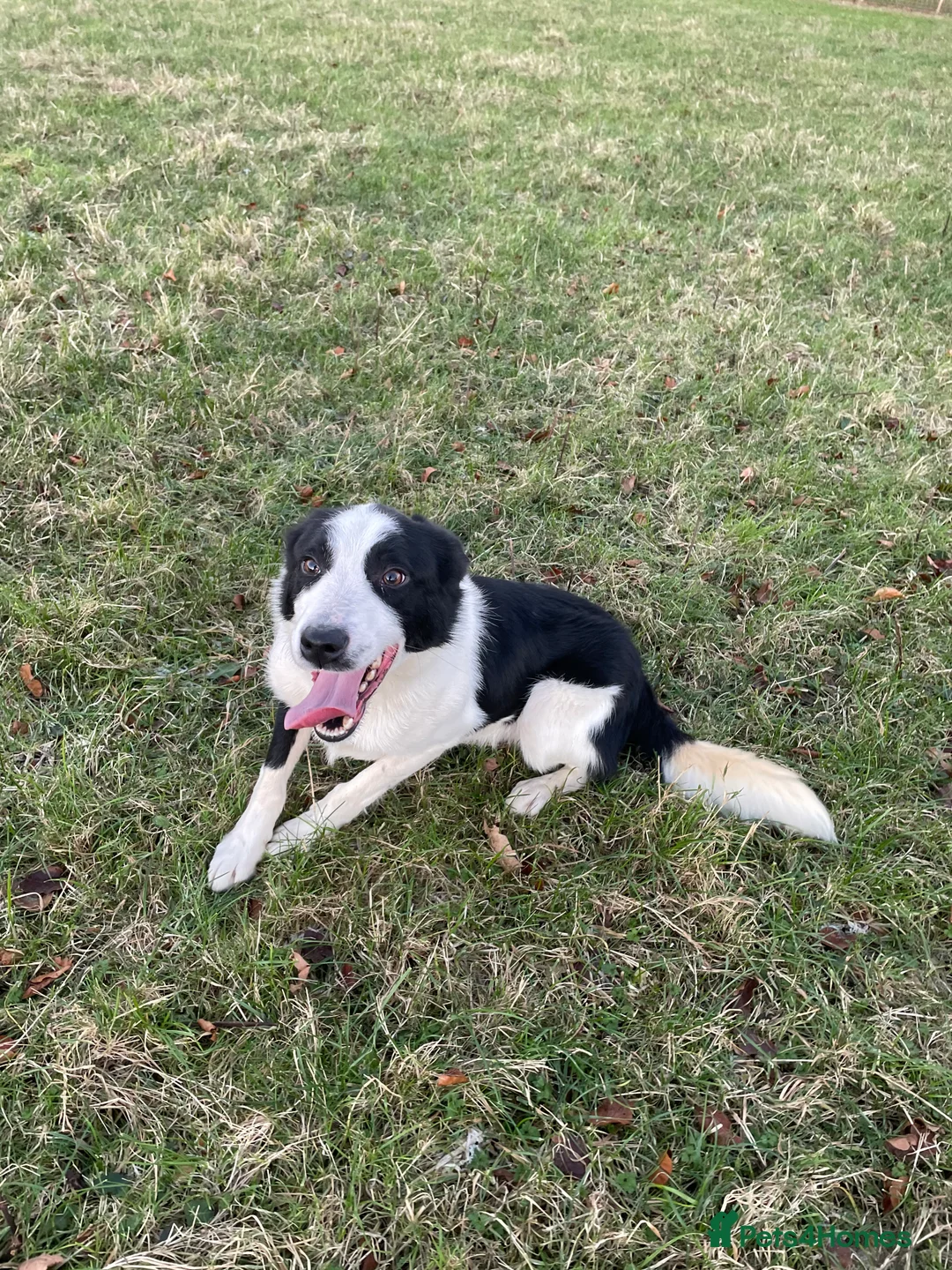 Border Collie dogs for sale: ISDS Registered Border Collie Male - Advert 5