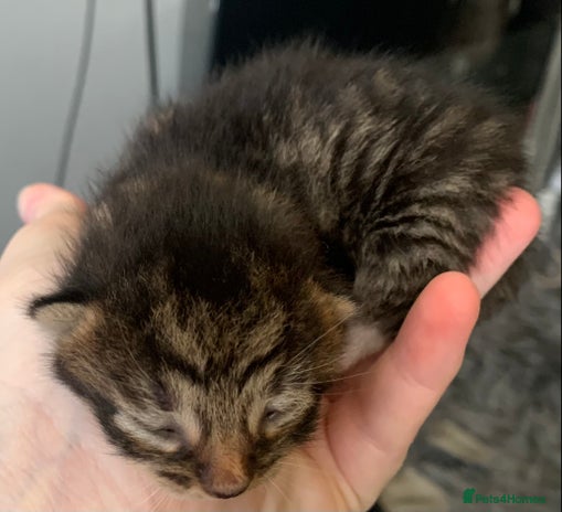 Mixed Breed cats 5 beautiful kittens all need loving homes - Advert 1