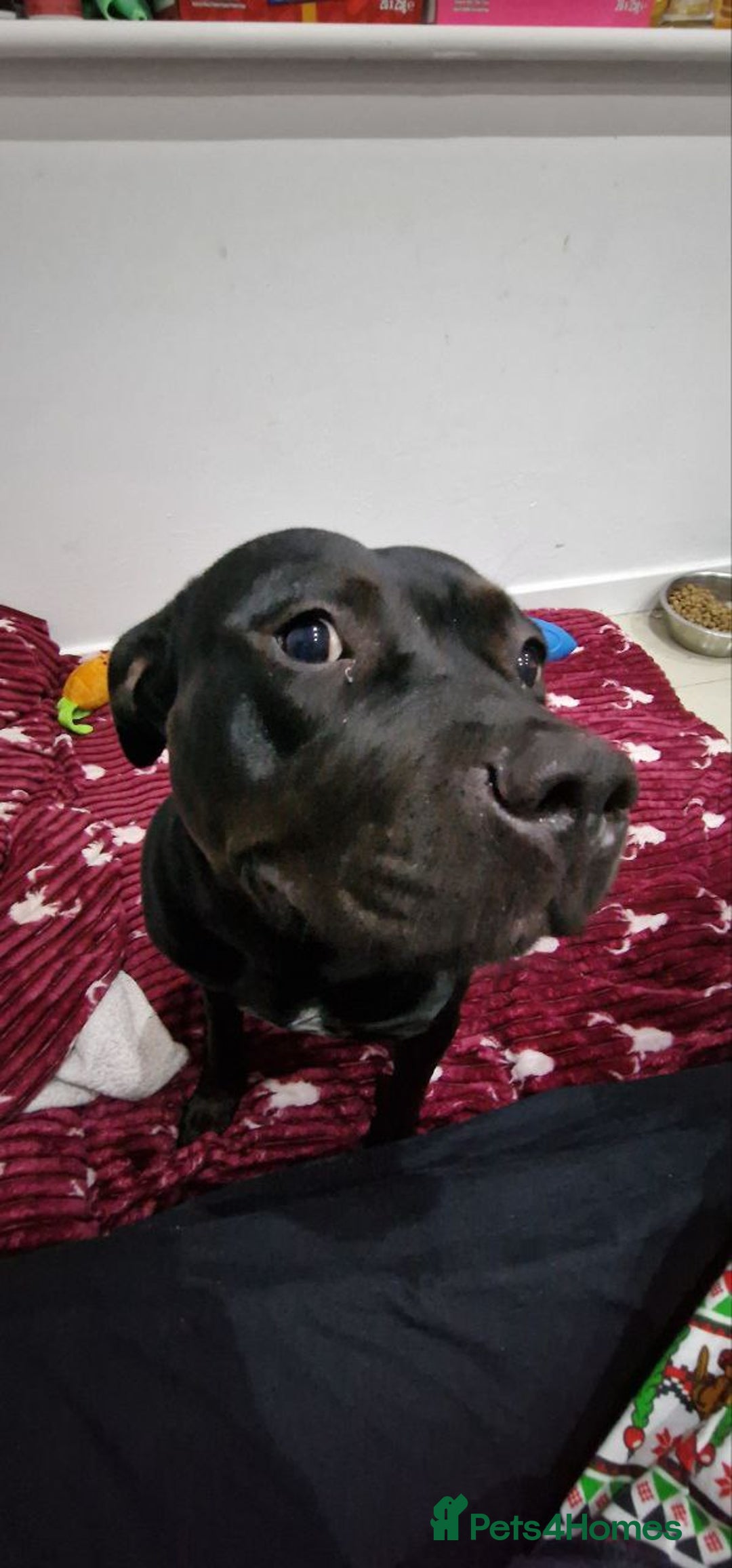 American Bulldog dogs for sale: Two loving dogs available due to medical issues - Advert 5