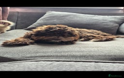Cockapoo dogs for sale: 2 female cockapoo for sale - Image 3