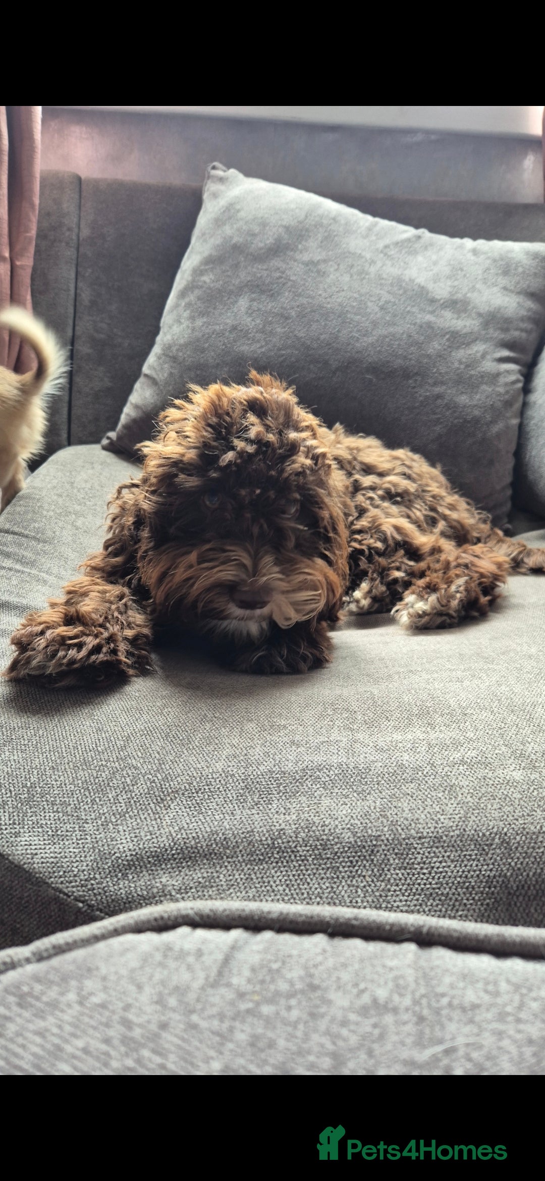Cockapoo dogs for sale: 2 female cockapoo for sale - Image 3