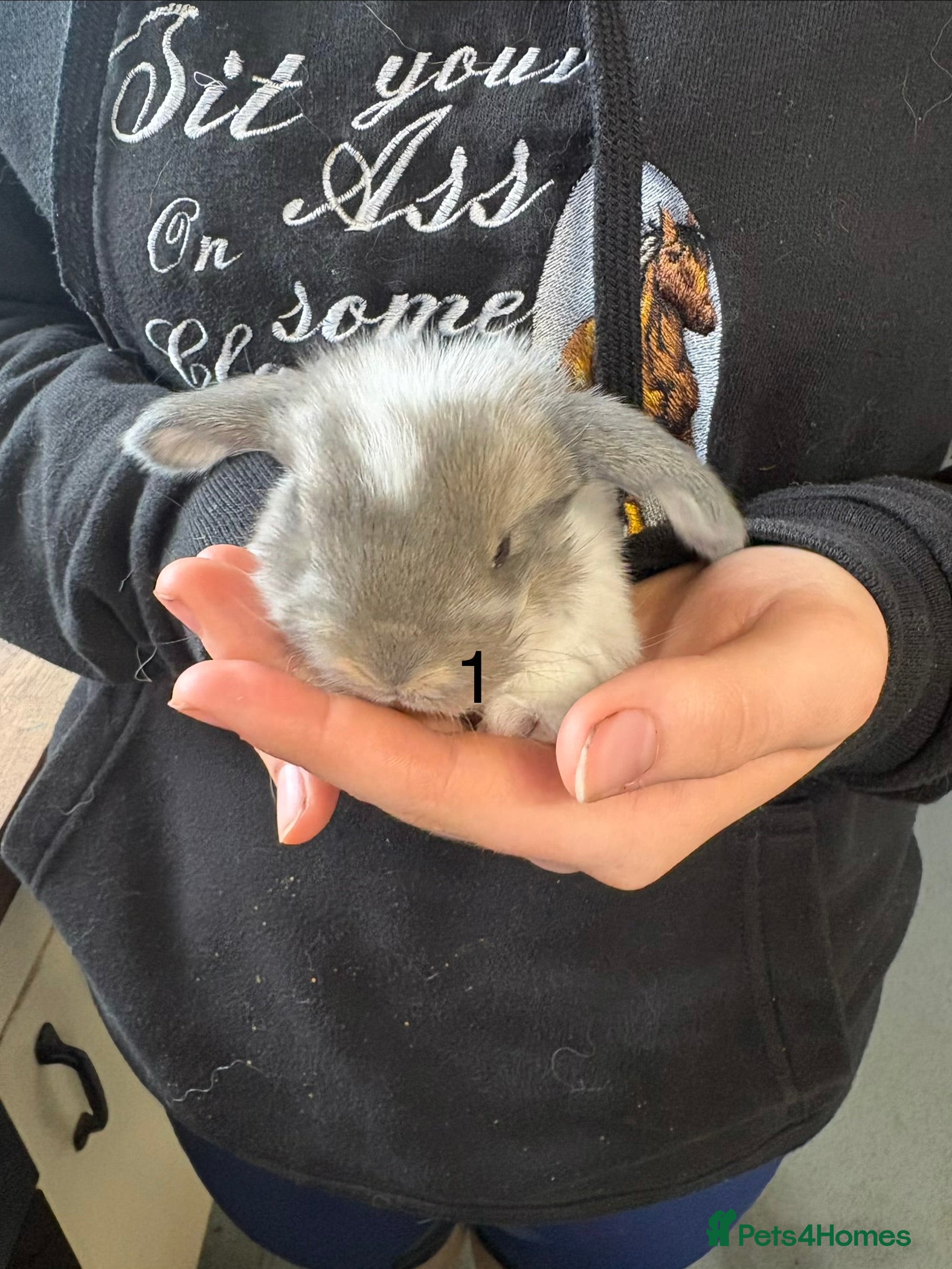 French Lop rabbits French lops - Advert 16