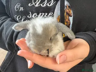 French Lop rabbits French lops - Advert 16