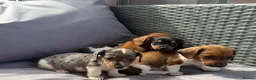 Dachshund dogs for sale: Mini dashound puppy’s - Advert 4